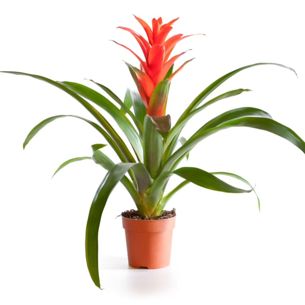 Guzmania 'Fiero' Orange