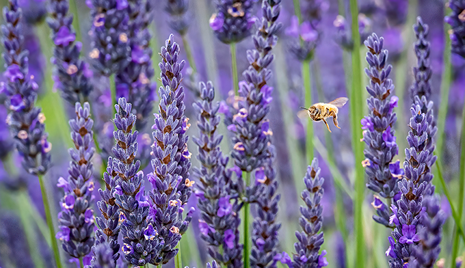 Lavendel: Der Duft der Provence