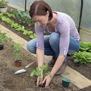 Es ist Pflanzzeit für Tomaten!