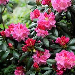 Yakus-Rhododendron 'Kalinka'