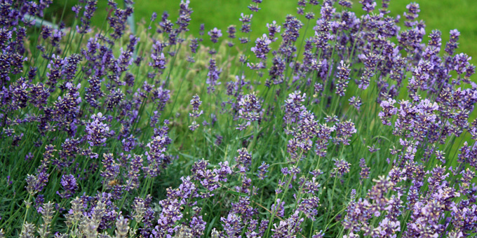 Lavendel: 3 Profi-Tipps für die perfekte Blütenpracht