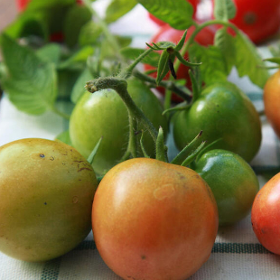 Tomaten nachreifen lassen: So wird’s gemacht