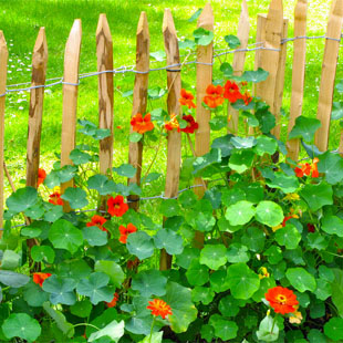 Viel Garten für wenig Geld