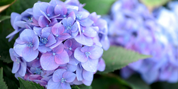 Woran liegt’s, wenn die Hortensie ihre Farbe verliert?