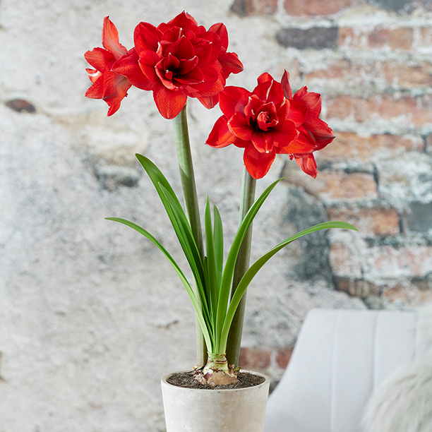 Amaryllis 'Double King'