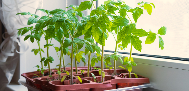 Tomaten vorziehen: Wann man damit beginnen sollte