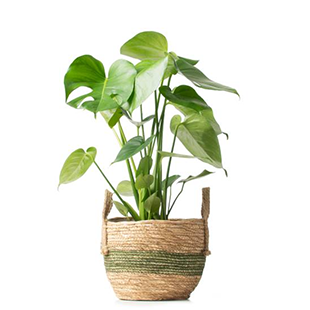 Zimmerpflanze Monstera deliciosa