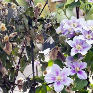 Ihre Clematis welkt? Das sollten Sie jetzt tun