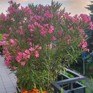 Heißer Südbalkon? 5 Pflanzen, die damit kein Problem haben