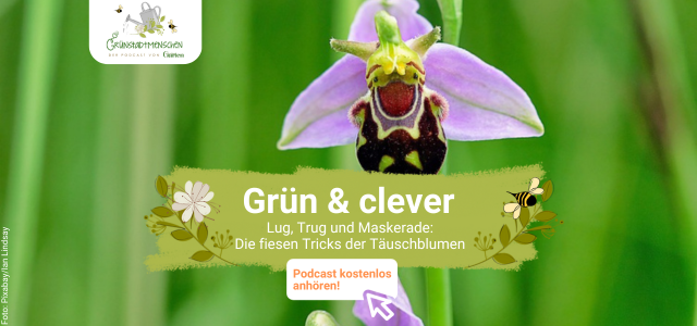 Podcast Grünstadtmenschen Täuschblumen