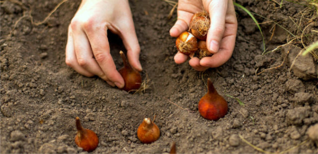 Zwiebelblumen pflanzen: Die 3 größten Fehler