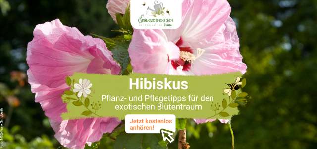 Podcast Grünstadtmenschen: Hibiskus