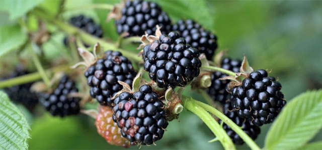 Brombeeren-Pflege: Die 3 häufigsten Fehler