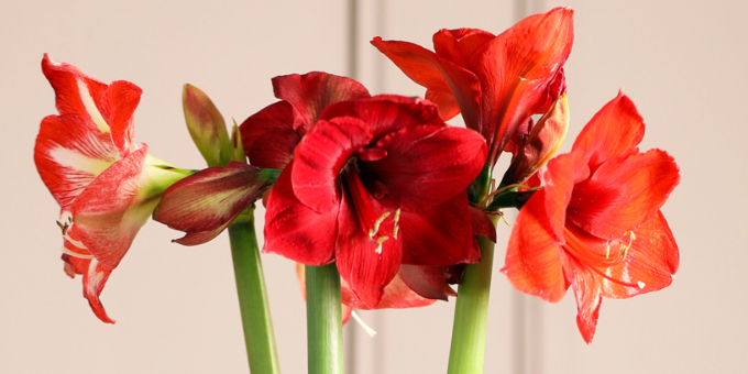 Amaryllis pflanzen: Wann ist die richtige Zeit?