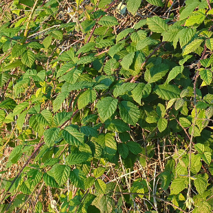 So entfernen Sie wilde Brombeeren effektiv