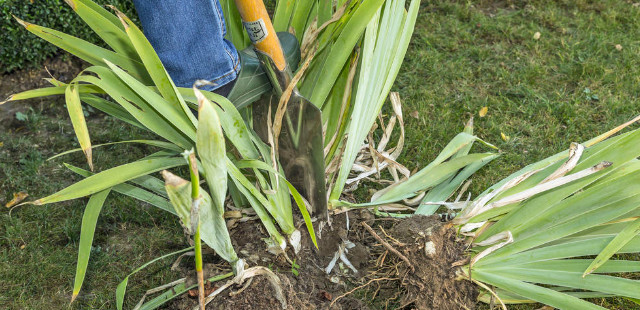 Die 3 wichtigsten Gartenarbeiten im August