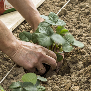 Erdbeeren pflanzen: Der richtige Zeitpunkt