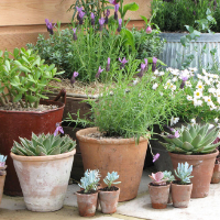 Gartentipps für Balkon und Terrasse im Oktober