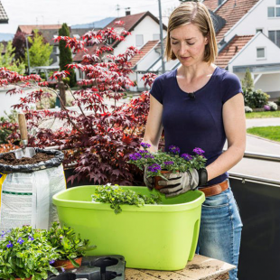 Balkonblumen richtig einpflanzen