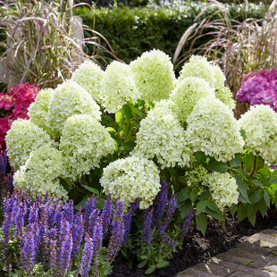 Mein schöner Garten Rispenhortensie 'Limelight'