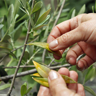 Die Olive verliert Blätter? Daran liegt’s