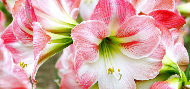 Amaryllis verblüht? Das müssen Sie jetzt tun