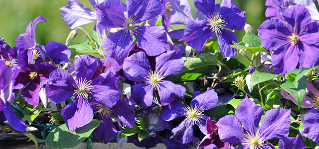 Clematis richtig düngen