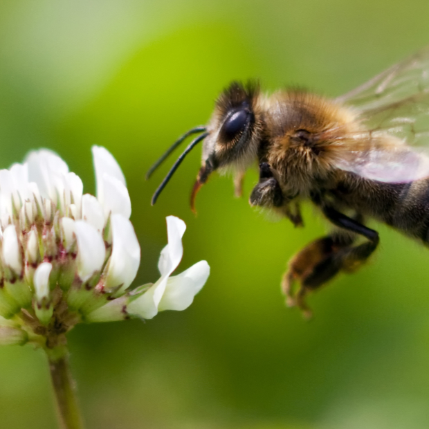 10 Tipps für mehr nützliche Insekten im Garten