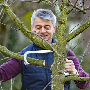 Apfelbaum schneiden: Tipps für jede Baumgröße