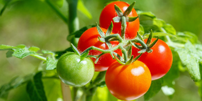 Tomatenpflege: 6 Profi-Tipps