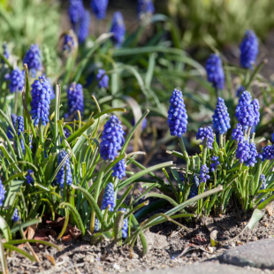 Kleine Traubenhyazinthe