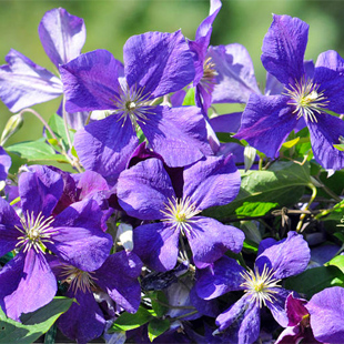 Clematis richtig düngen: Das brauchen sie