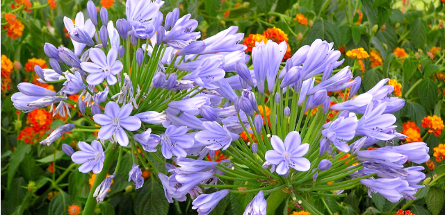 Schmucklilien pflegen: 3 häufige Fehler