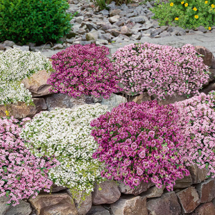 Mein schöner Garten Bodendecker-Set Thymian, 9 Pflanzen