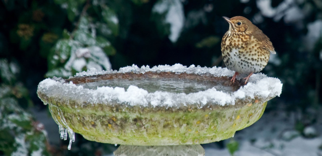 Naturschutz im Garten: Was im Dezember wichtig ist