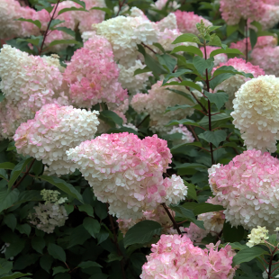 Rispenhortensie 'Vanille Fraise'