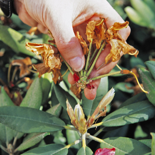 Ihr Rhododendron ist verblüht? Das ist jetzt zu tun!