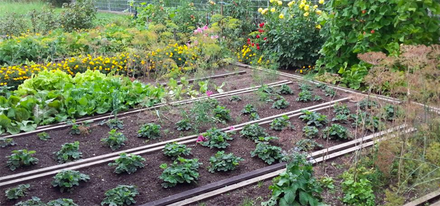 Anbauplanung im Gemüsegarten