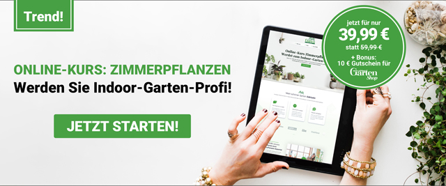 eLearing Zimmerpflanzen