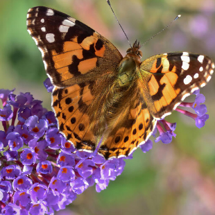 Wie gefährlich ist Sommerflieder für Schmetterlinge? 