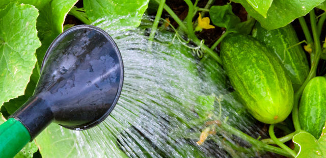 Gurken: So verlängern Sie die Erntezeit 