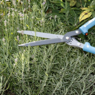 Lavendel schneiden: So machen Sie es richtig 