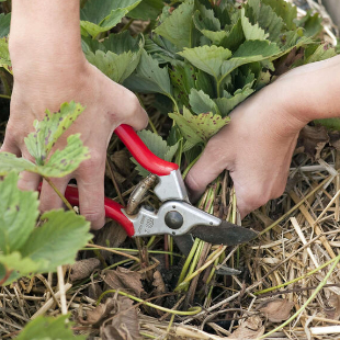 Erdbeeren schneiden: Wann und wie man es macht