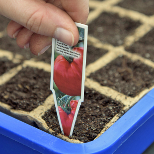 Tomaten aussäen