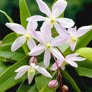 Duft-Clematis "Armandii"