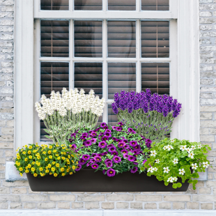 Sommerbalkon bunte Bienenfreunde