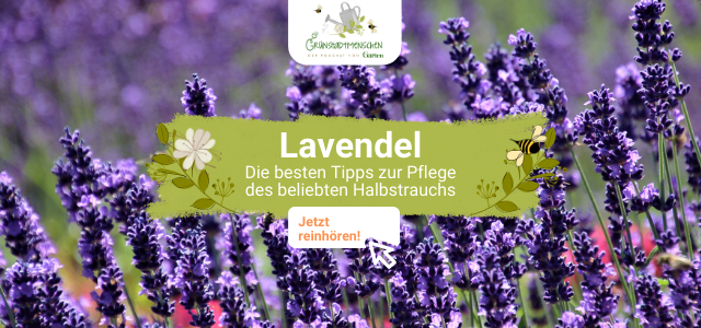 Podcast Grünstadtmenschen Folge Lavendel