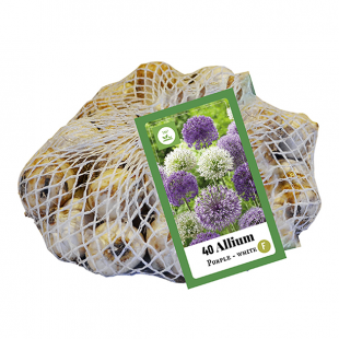 Mein schöner Garten Blumenzwiebel Allium-Mix