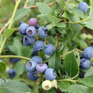 Mein schöner Garten Heidelbeere 'Sierra'