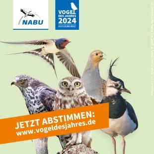 Jetzt den Vogel des Jahres 2024 wählen!